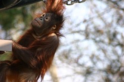 旭山動物園、おらんうーたん館