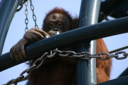 旭山動物園、おらんうーたん館